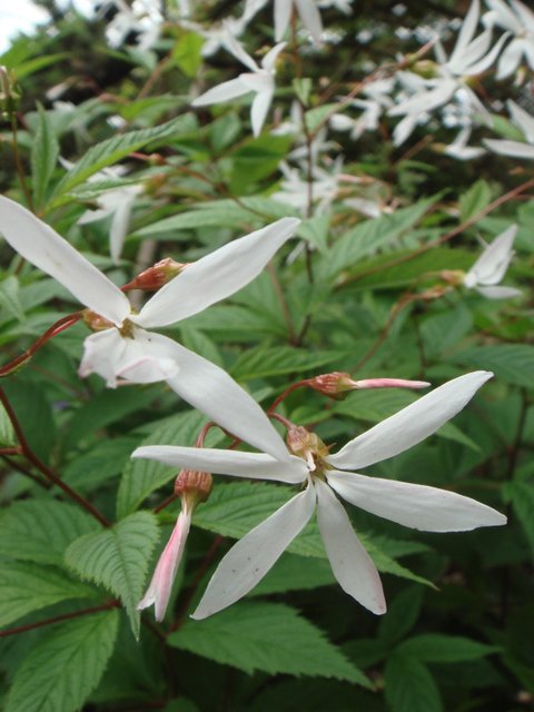Gillenia trifoliata fleur